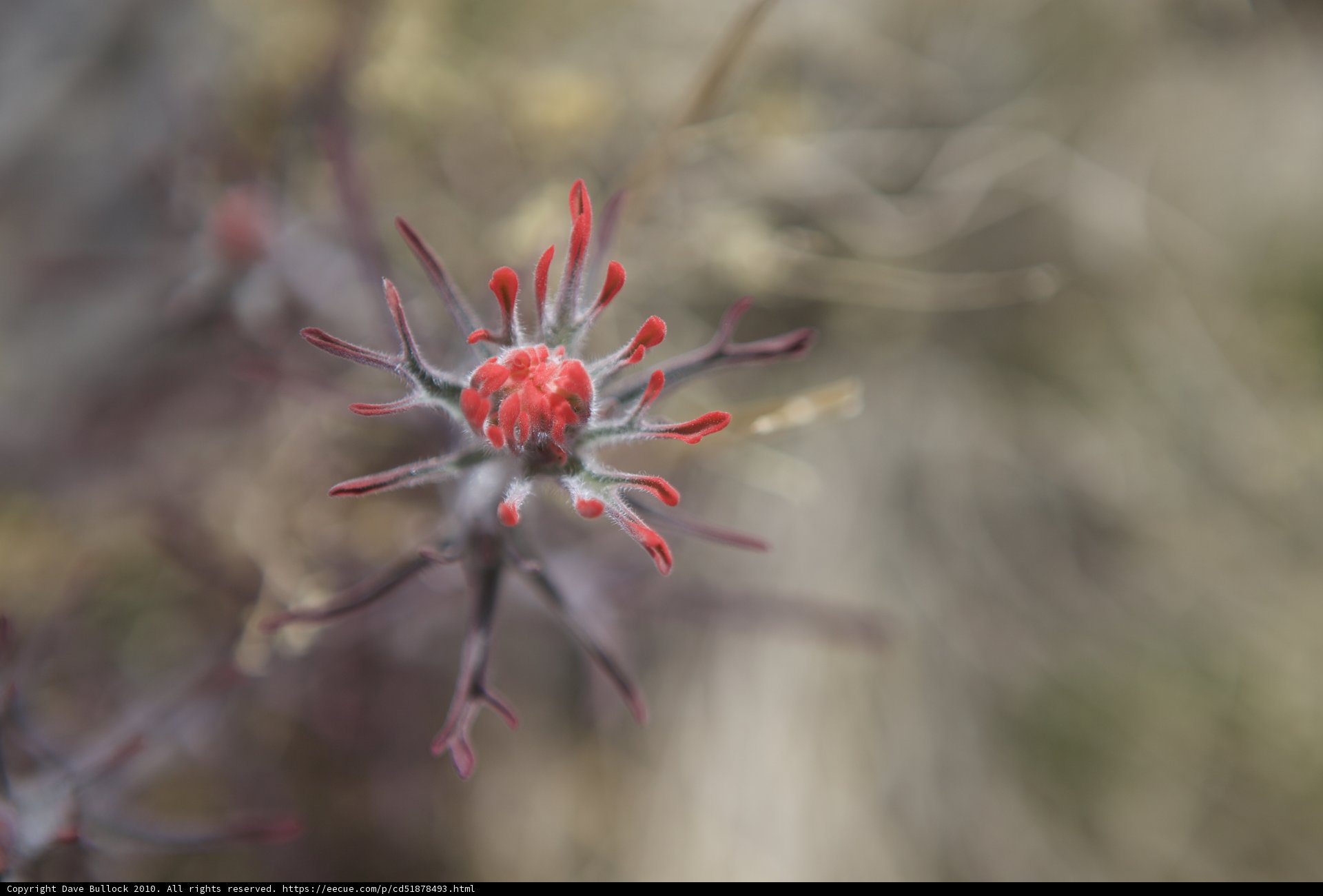Crimson Bloom