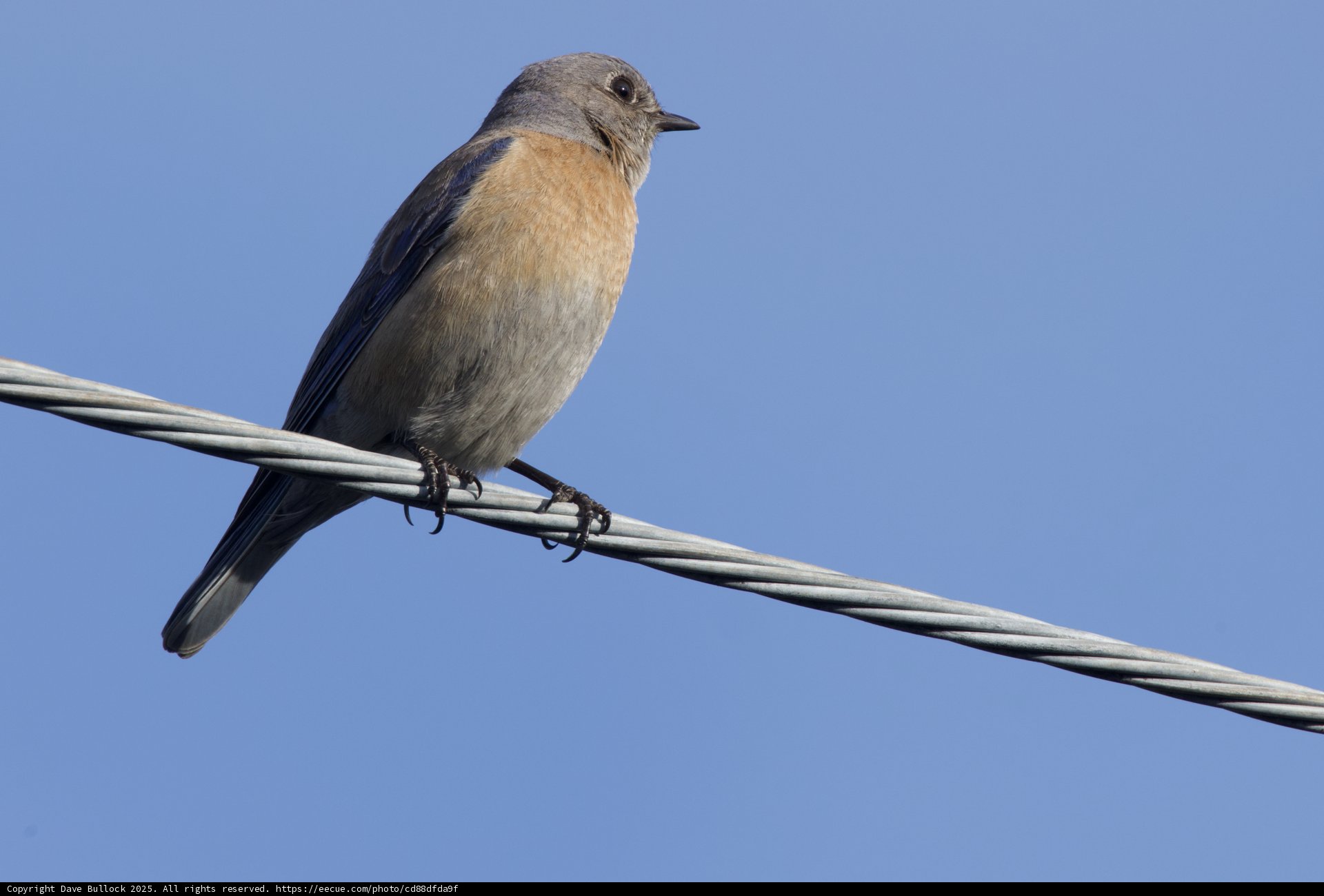 Perched Beauty