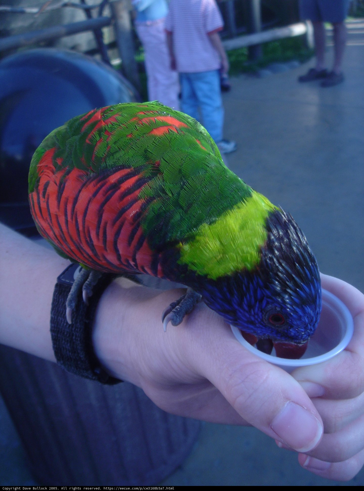 Colorful Parakeet enjoying feeding time with friends!