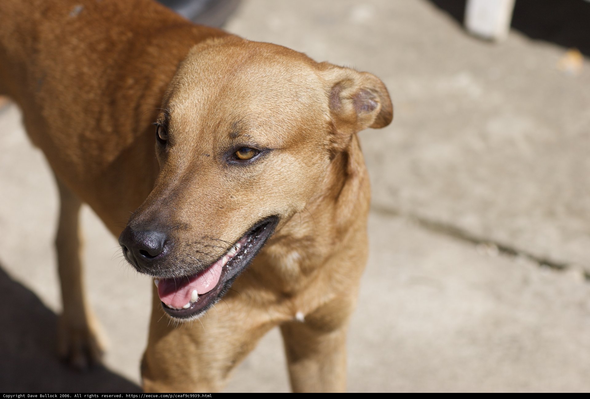 Happy Hound