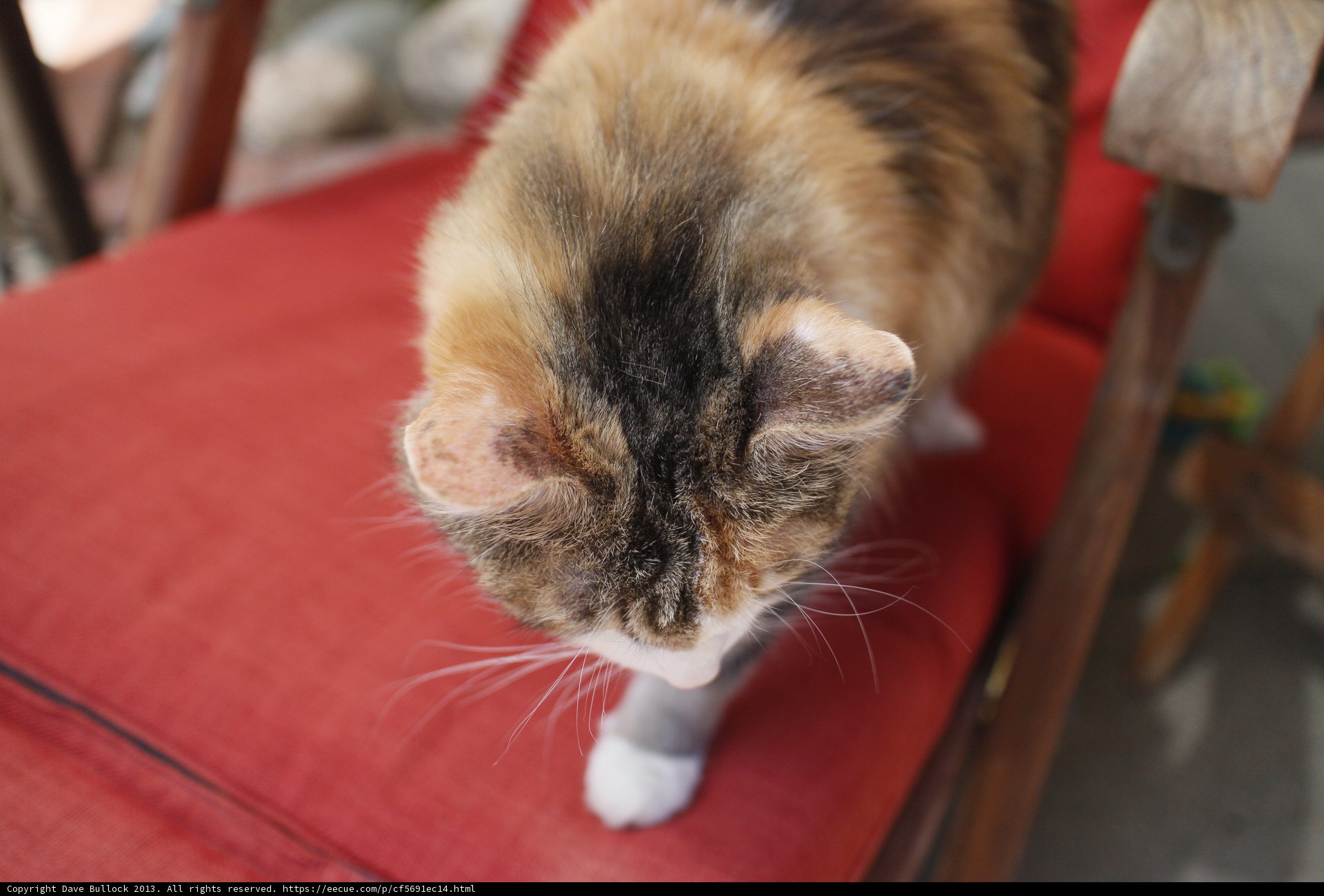 The Cat on the Red Chair