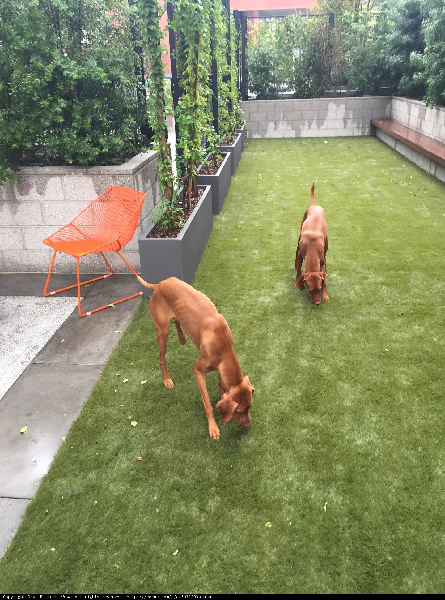 Canine Companions at Play