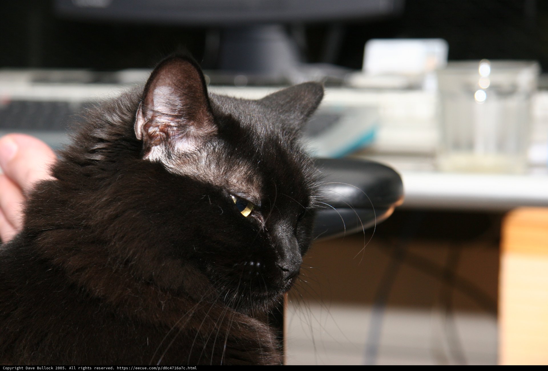 The Feline Desk Mate