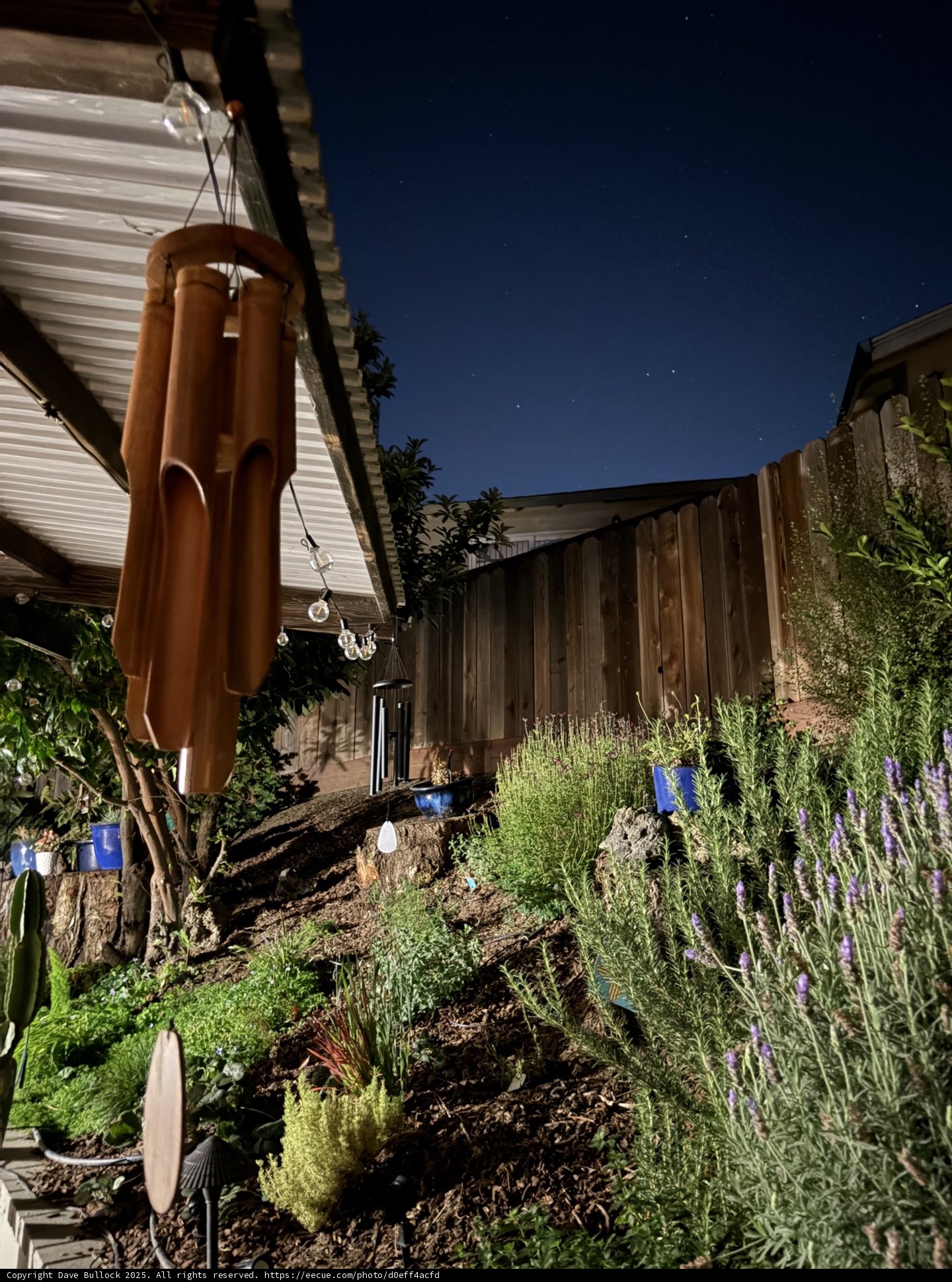 Moonlit Herbal Symphony