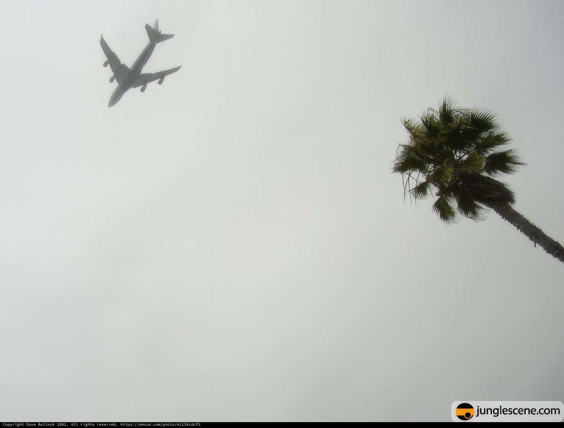 Airlinersoaring over a Palm Tree in the Fog