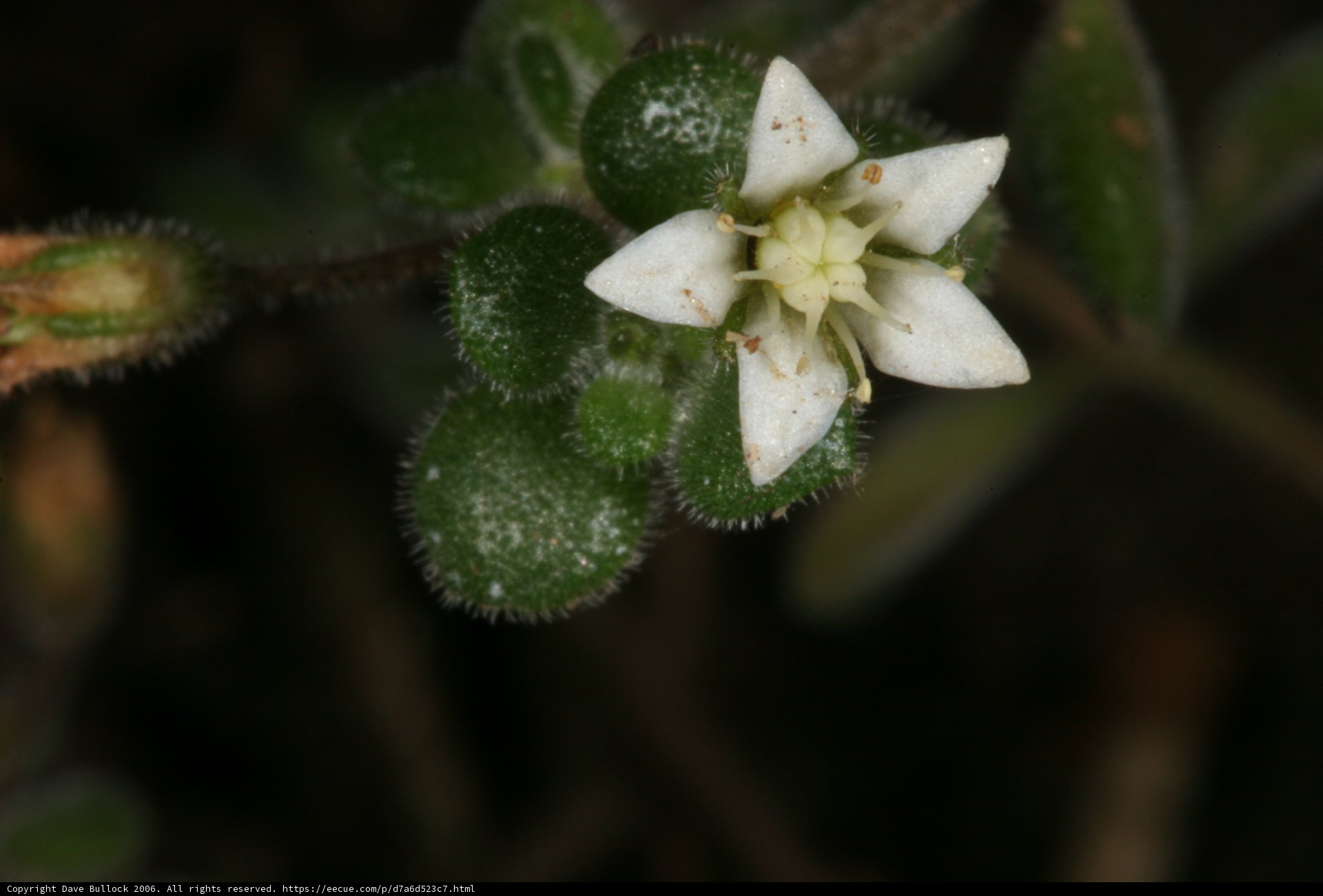 Delicate Beauty