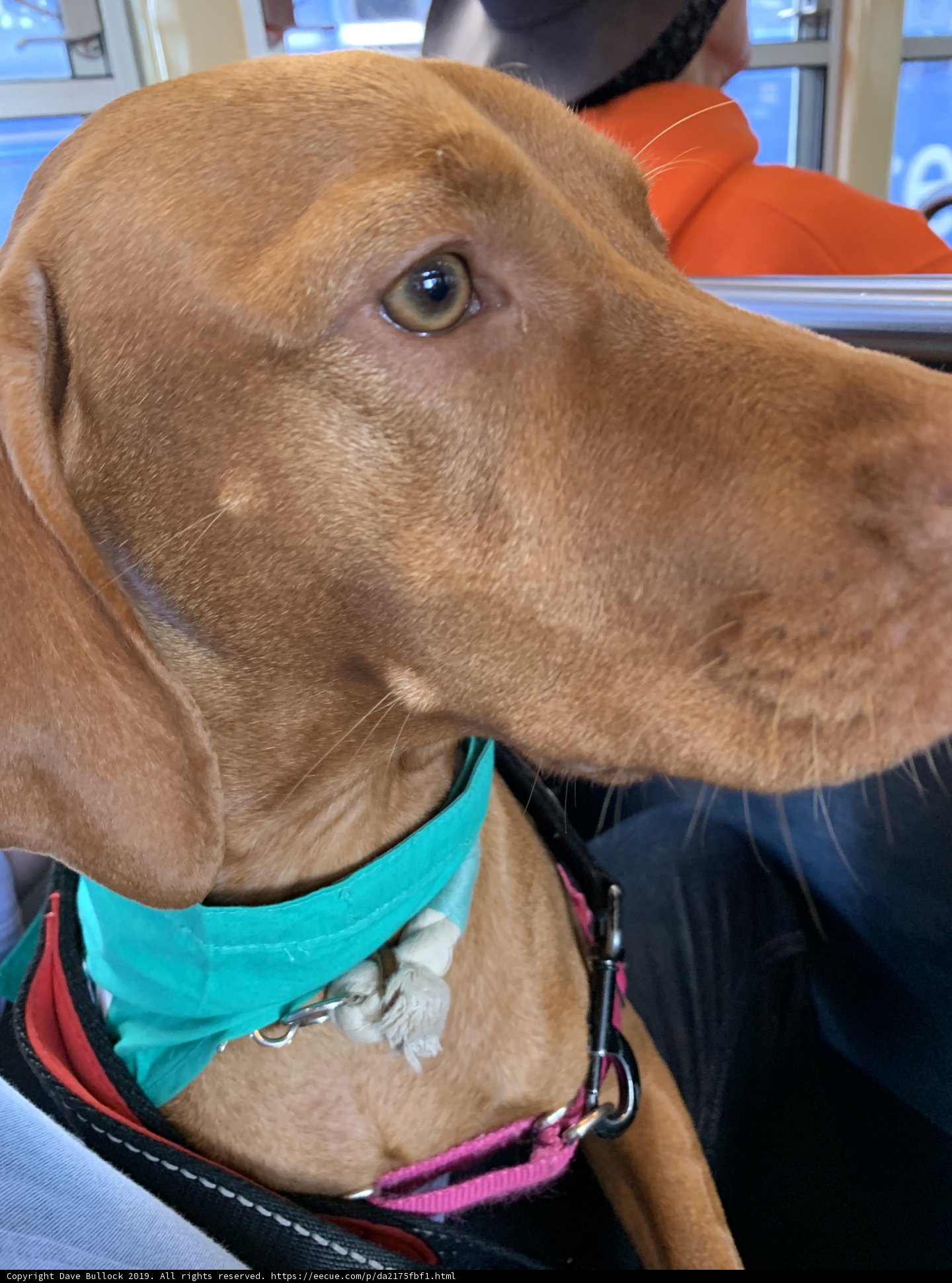 A Collared Canine on a Market Stroll