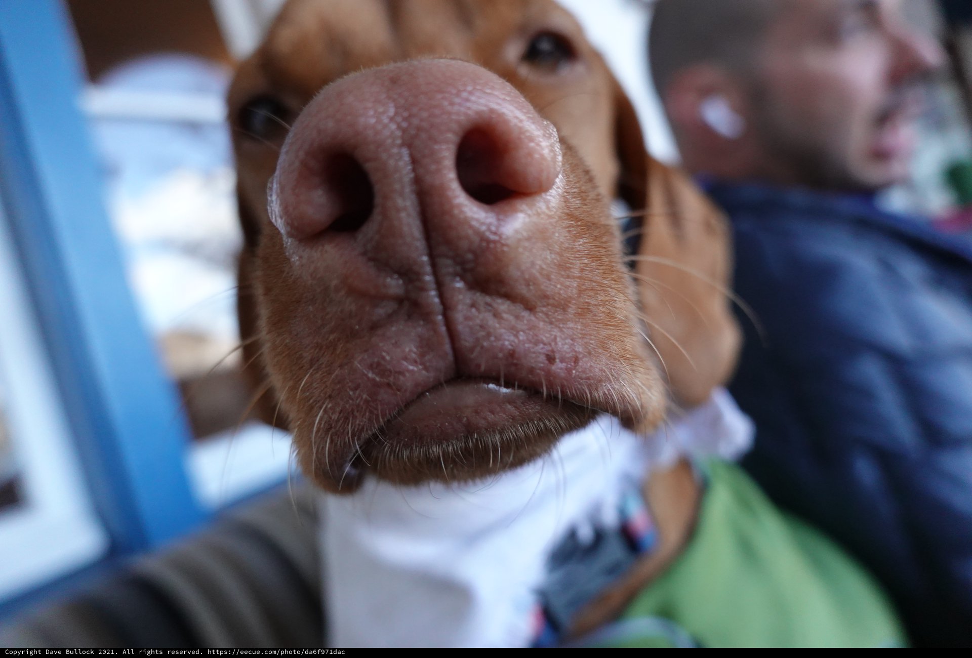 Extreme Close-Up of Dog's Nose and Snout