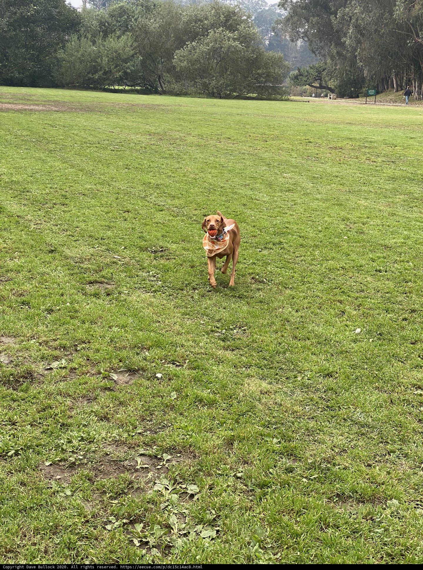 Run, Dog, Run!