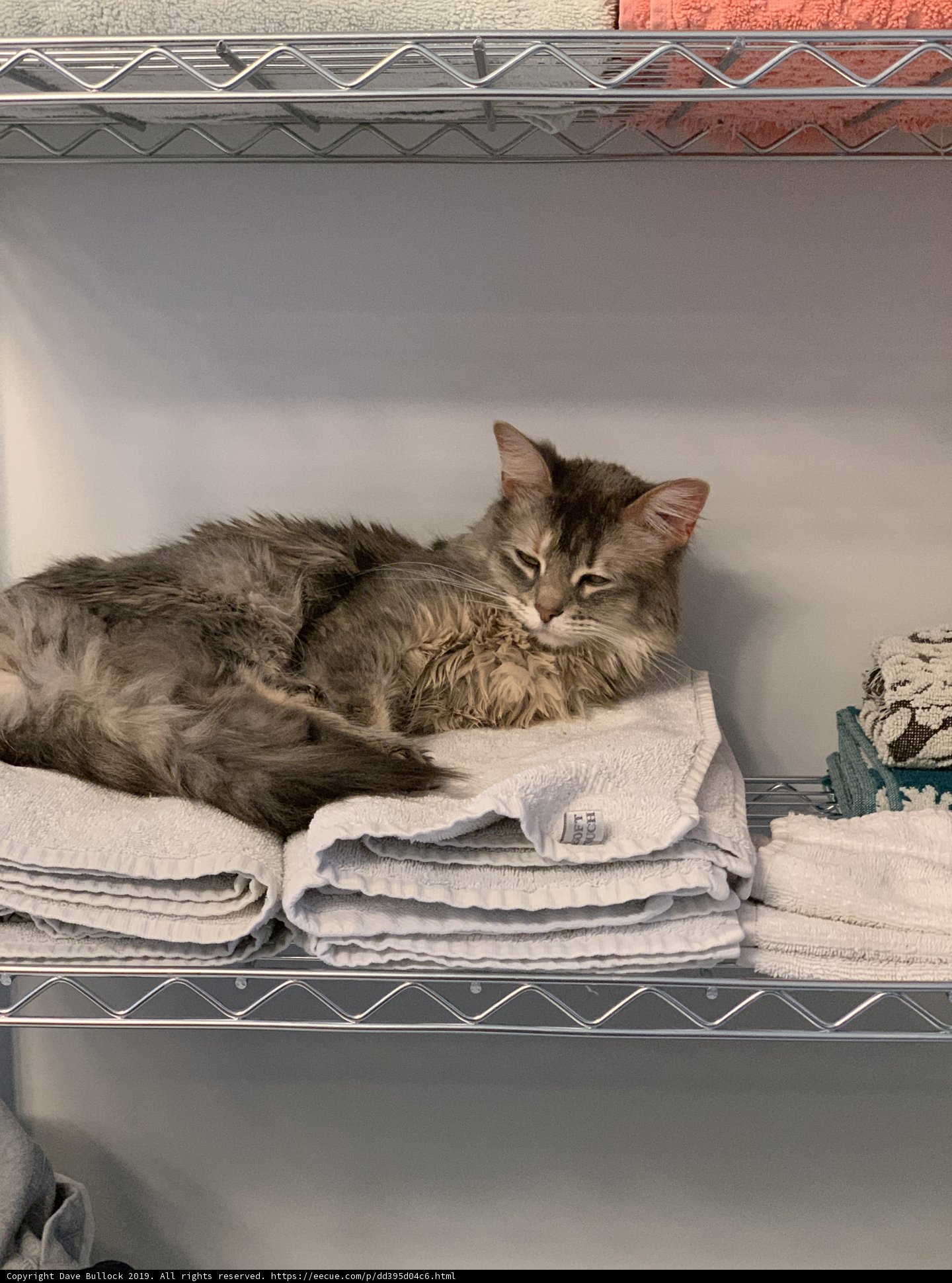 The Purrfect Spot