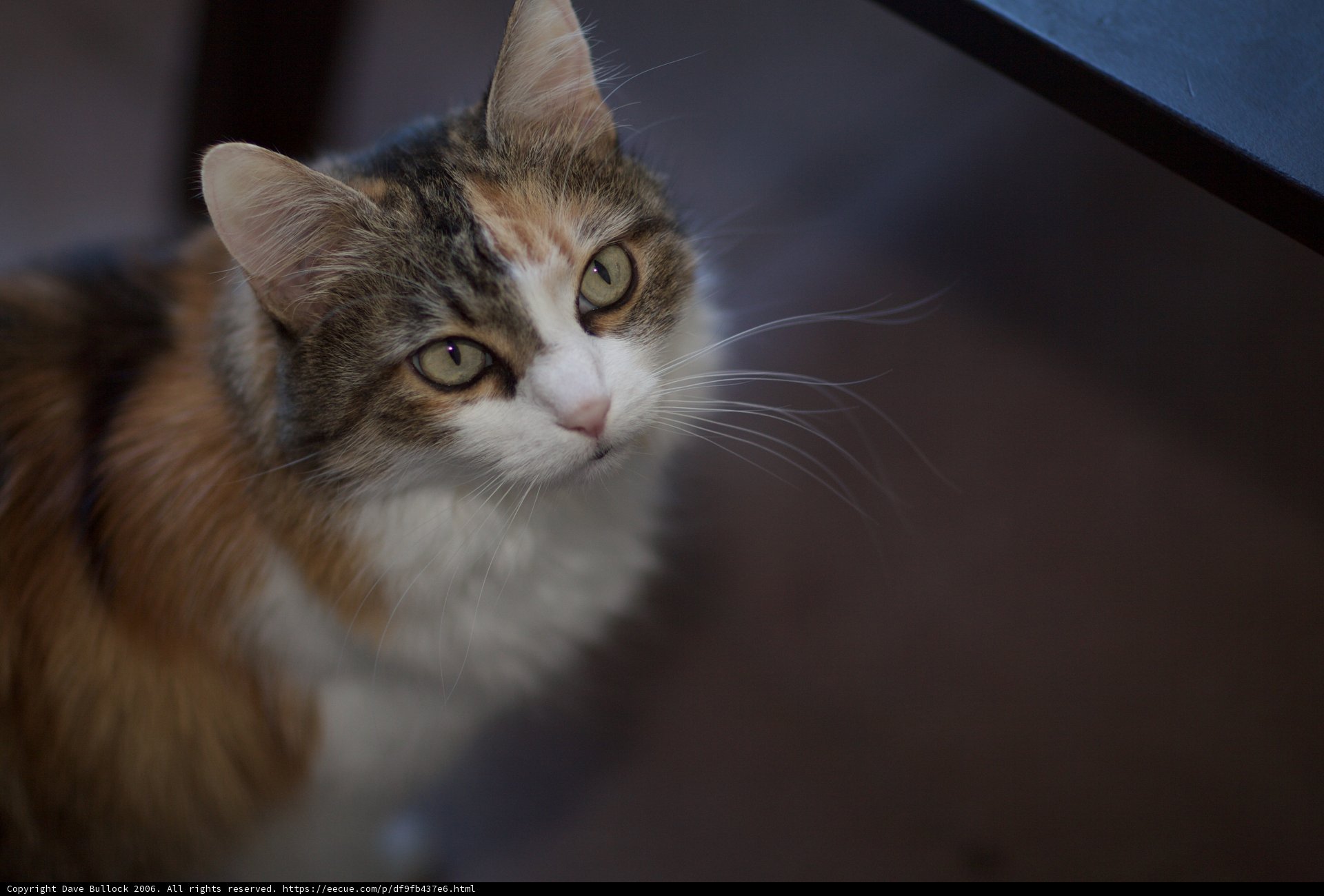 Serene Manx Calico Cat