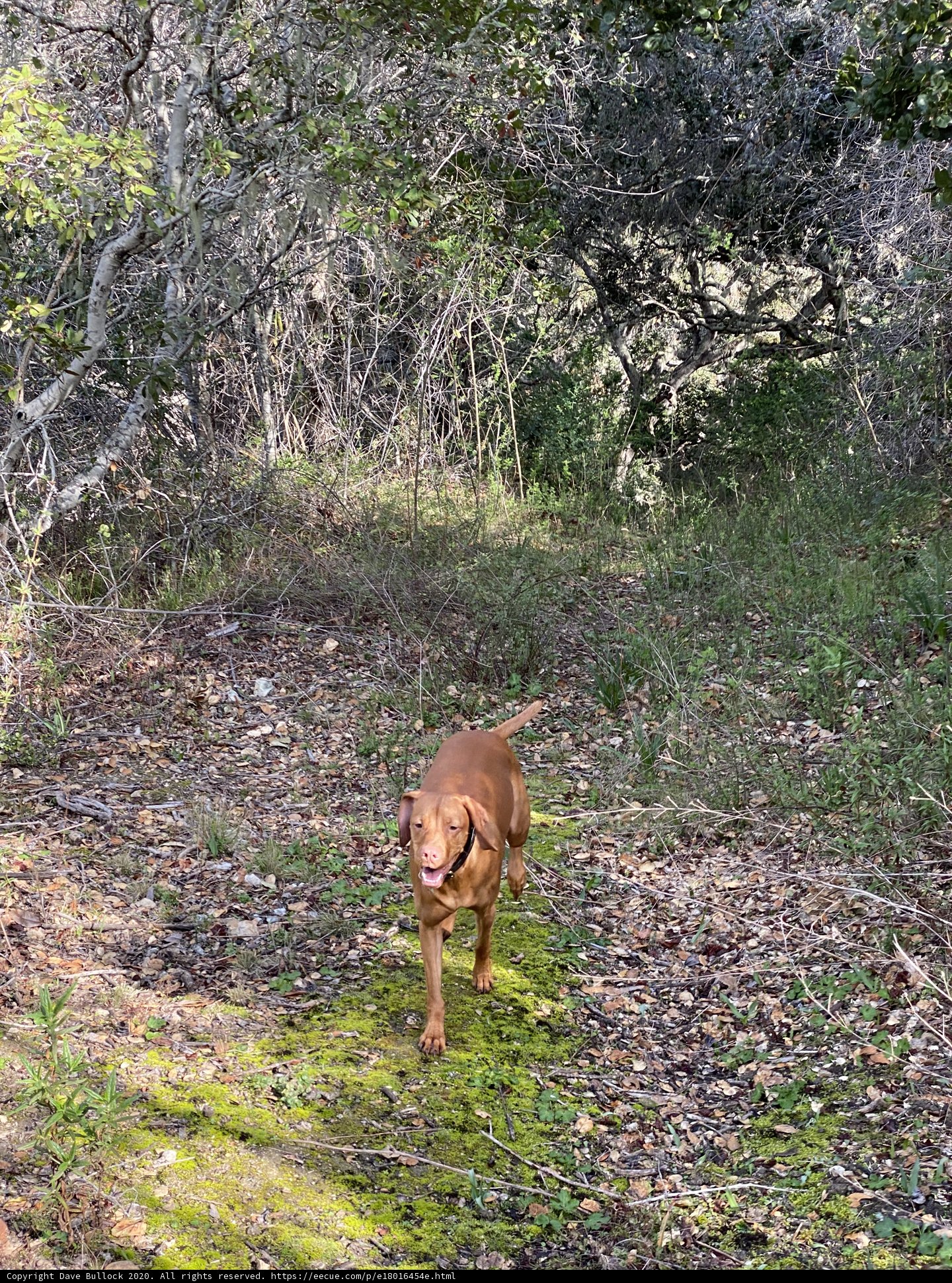A Vizsla Ventures Through a Verdant Grove