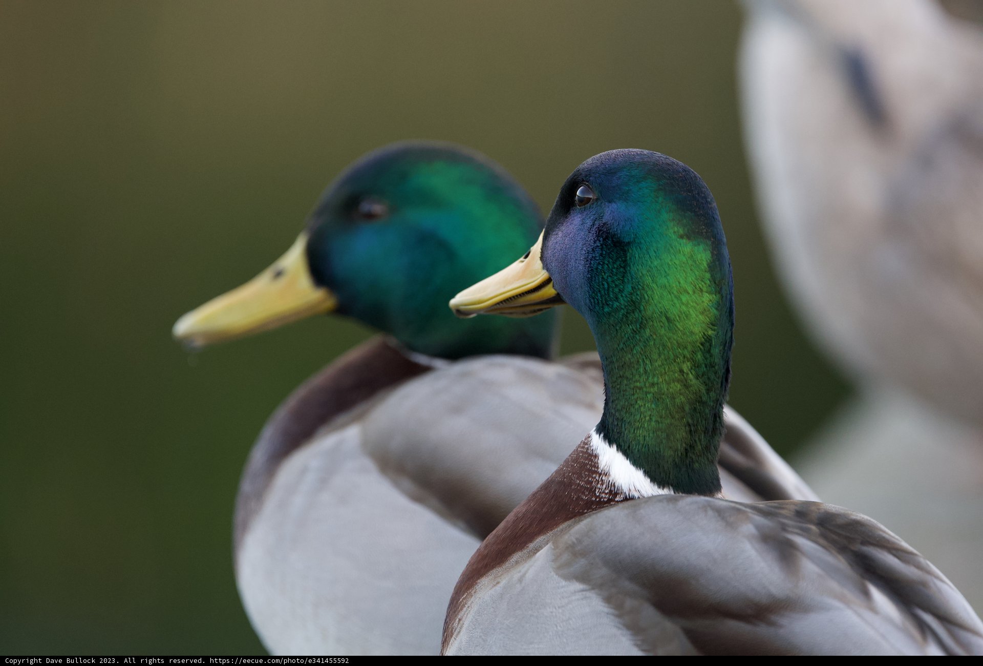 Duet of Ducks at Dusk