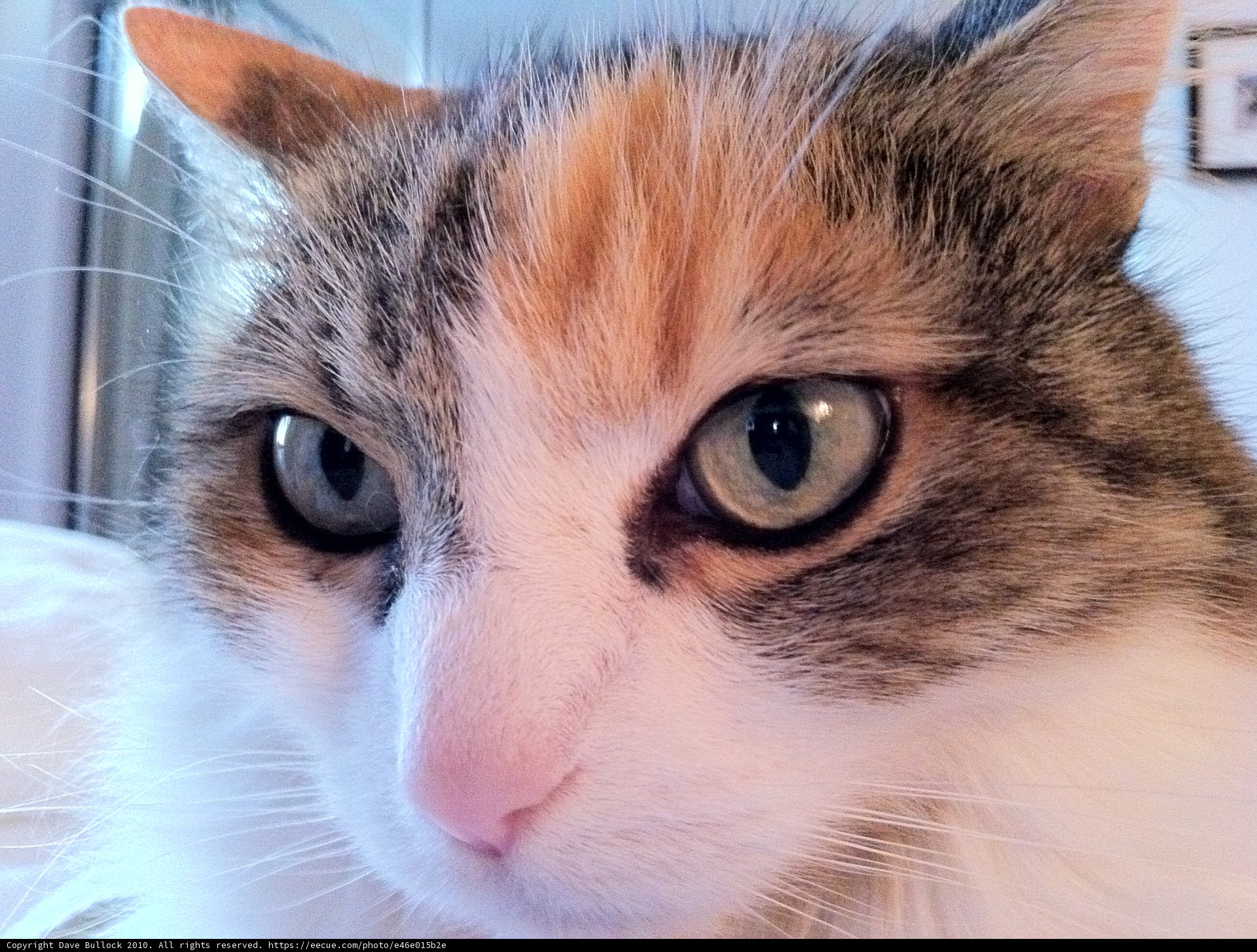 Blue-Eyed Cat Close-up