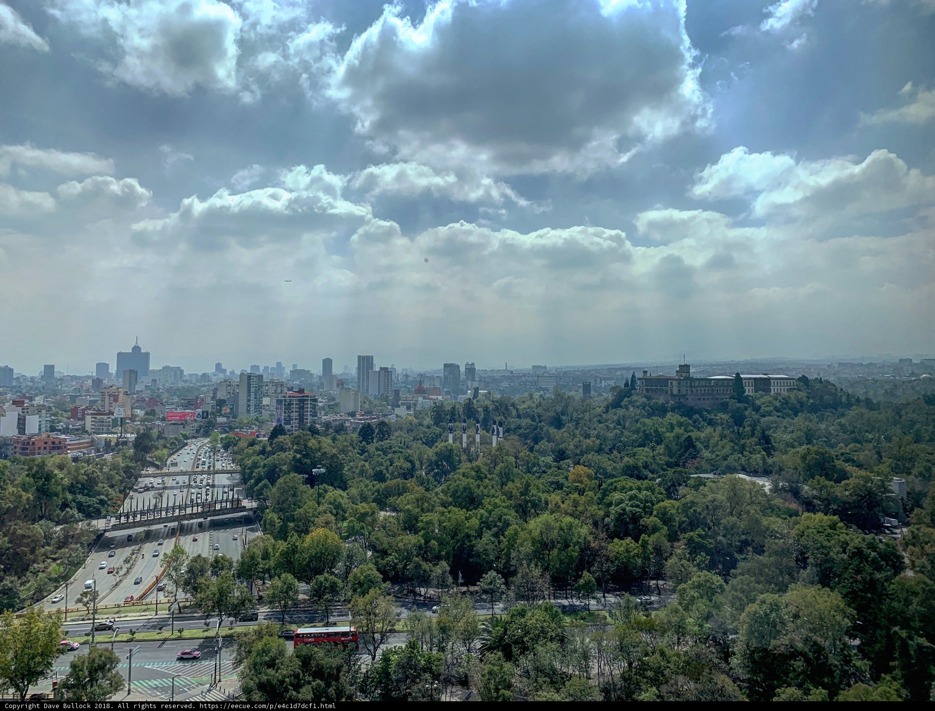 The Urban Jungle