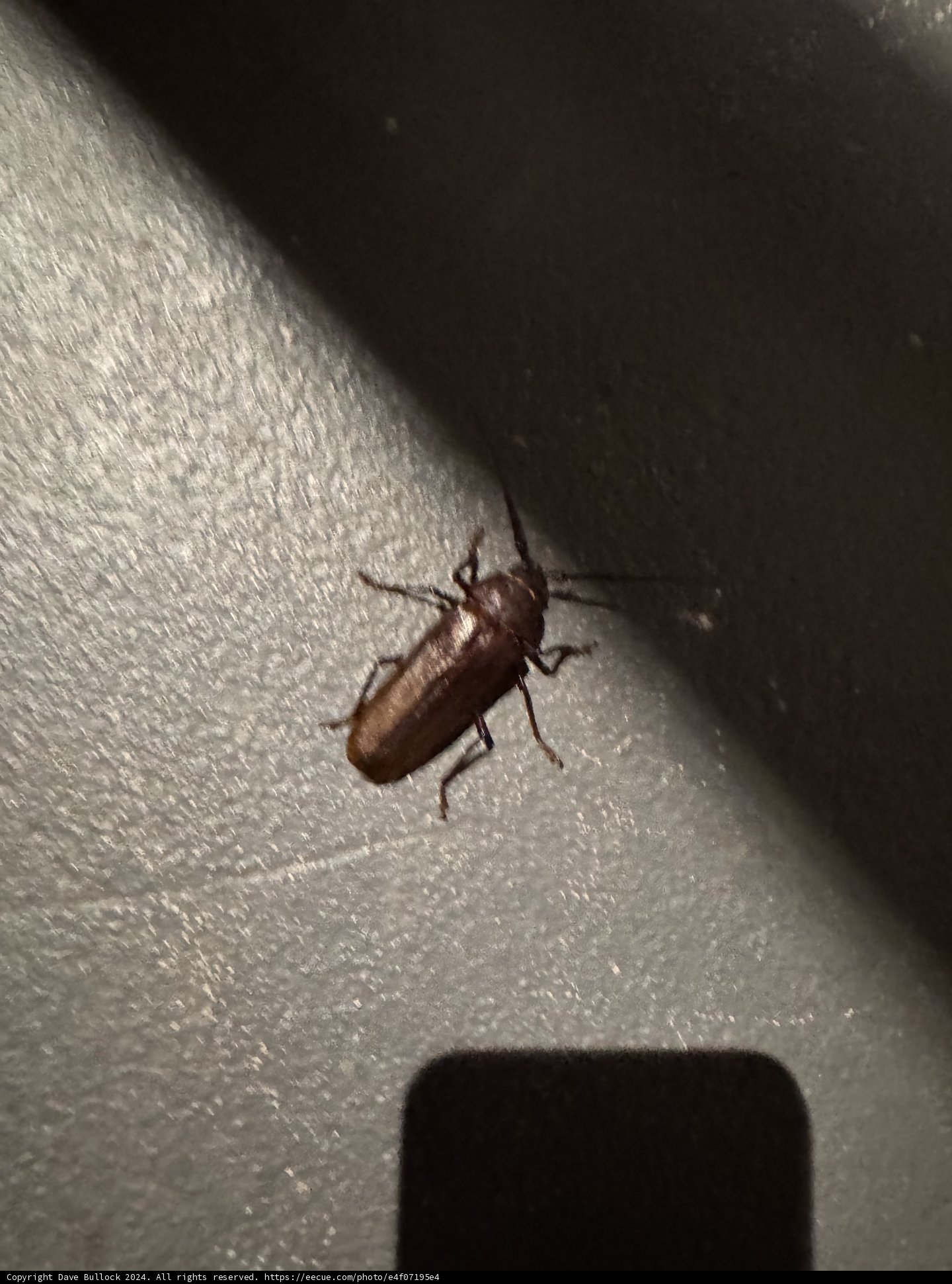 Unexpected Visitor