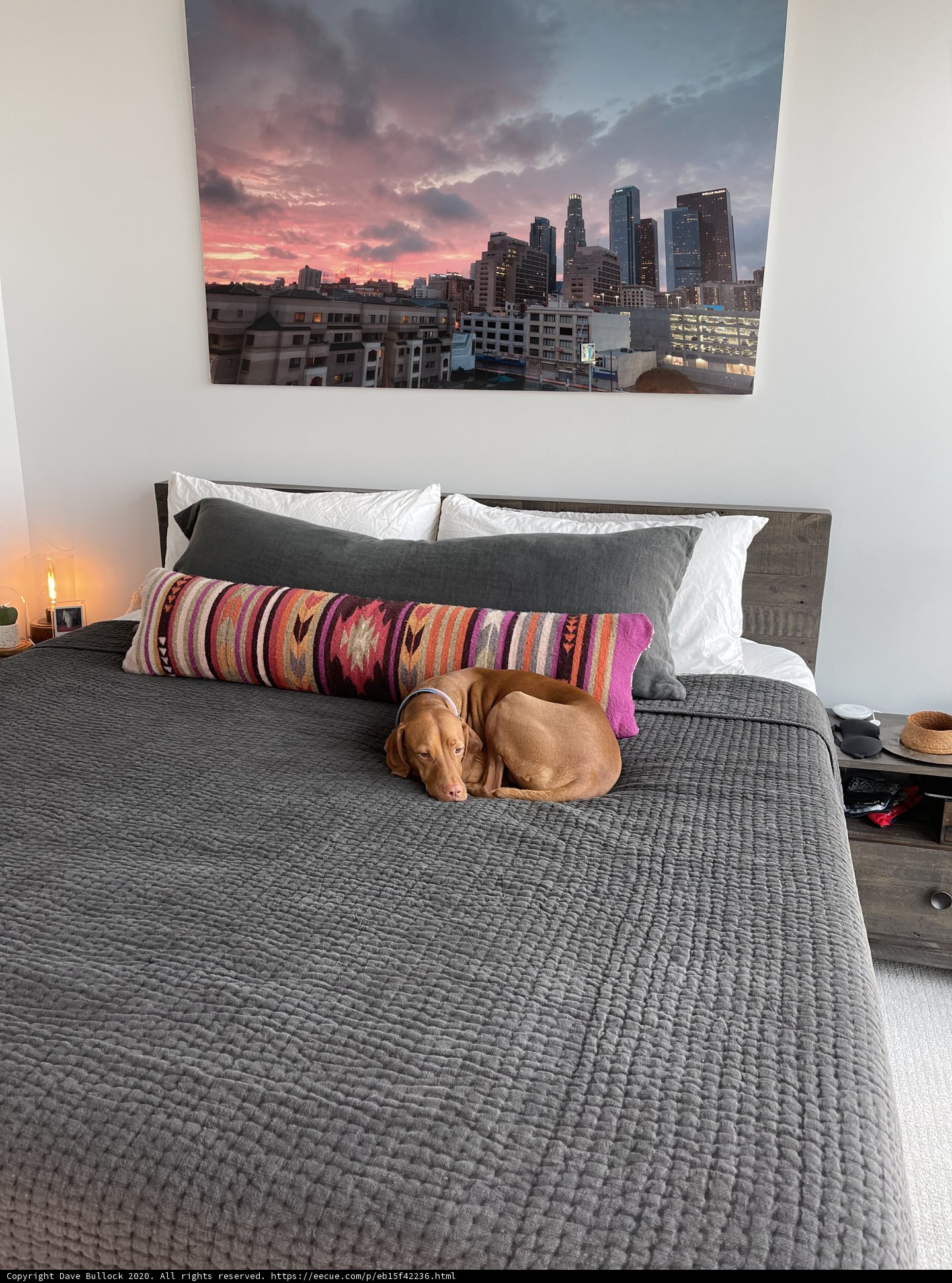 Cozy Comforts with Canine Companion
