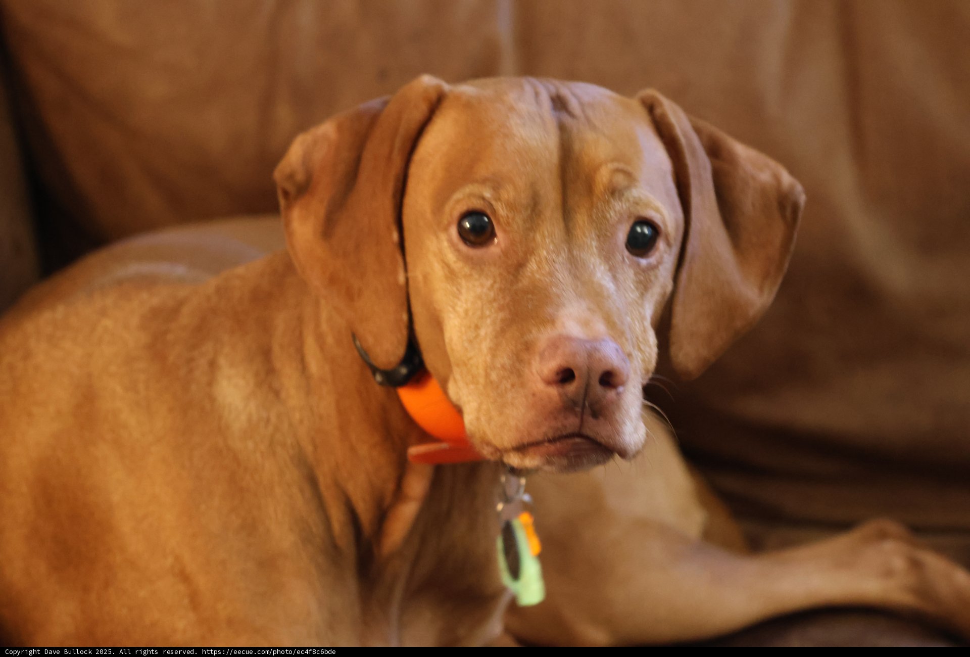 Cozy Couch Companion