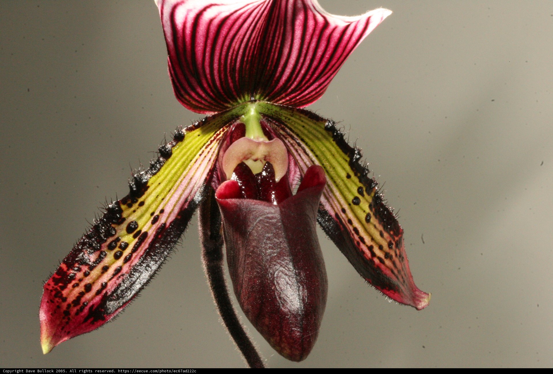 Orchid Blossom on a Long Stem