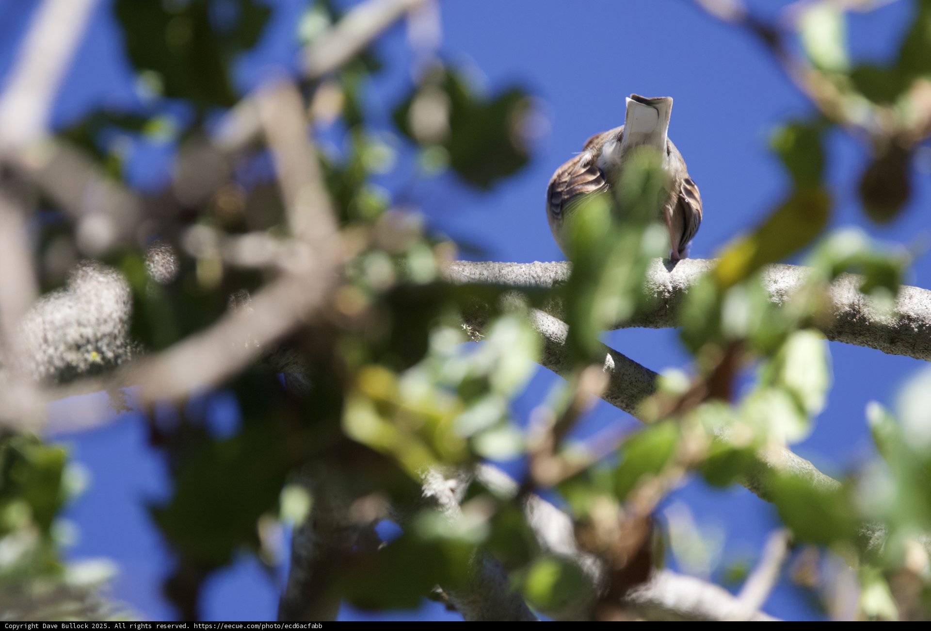 Perched Among the Leaves