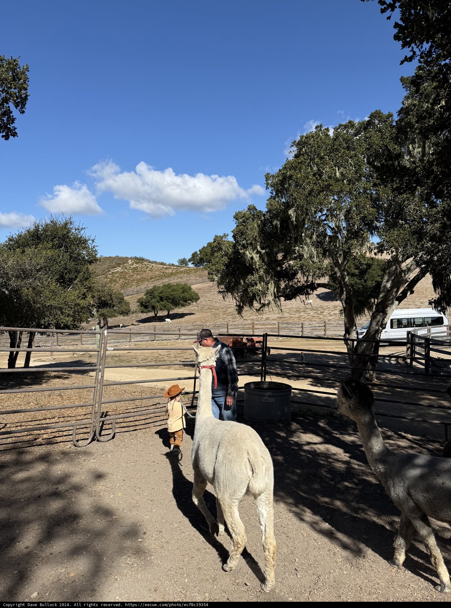 Country Stroll with Llamas