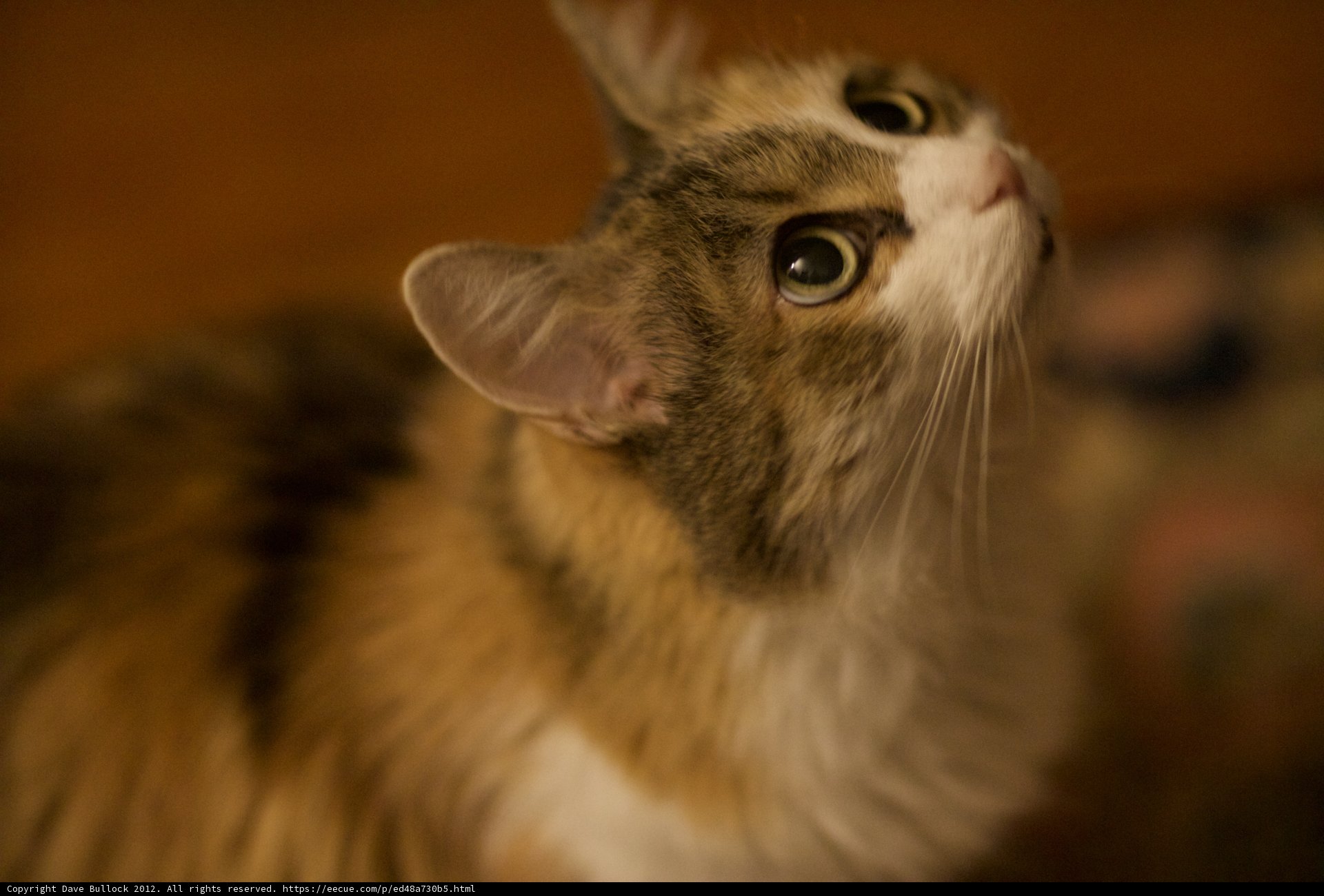 Curious Abyssinian Cat