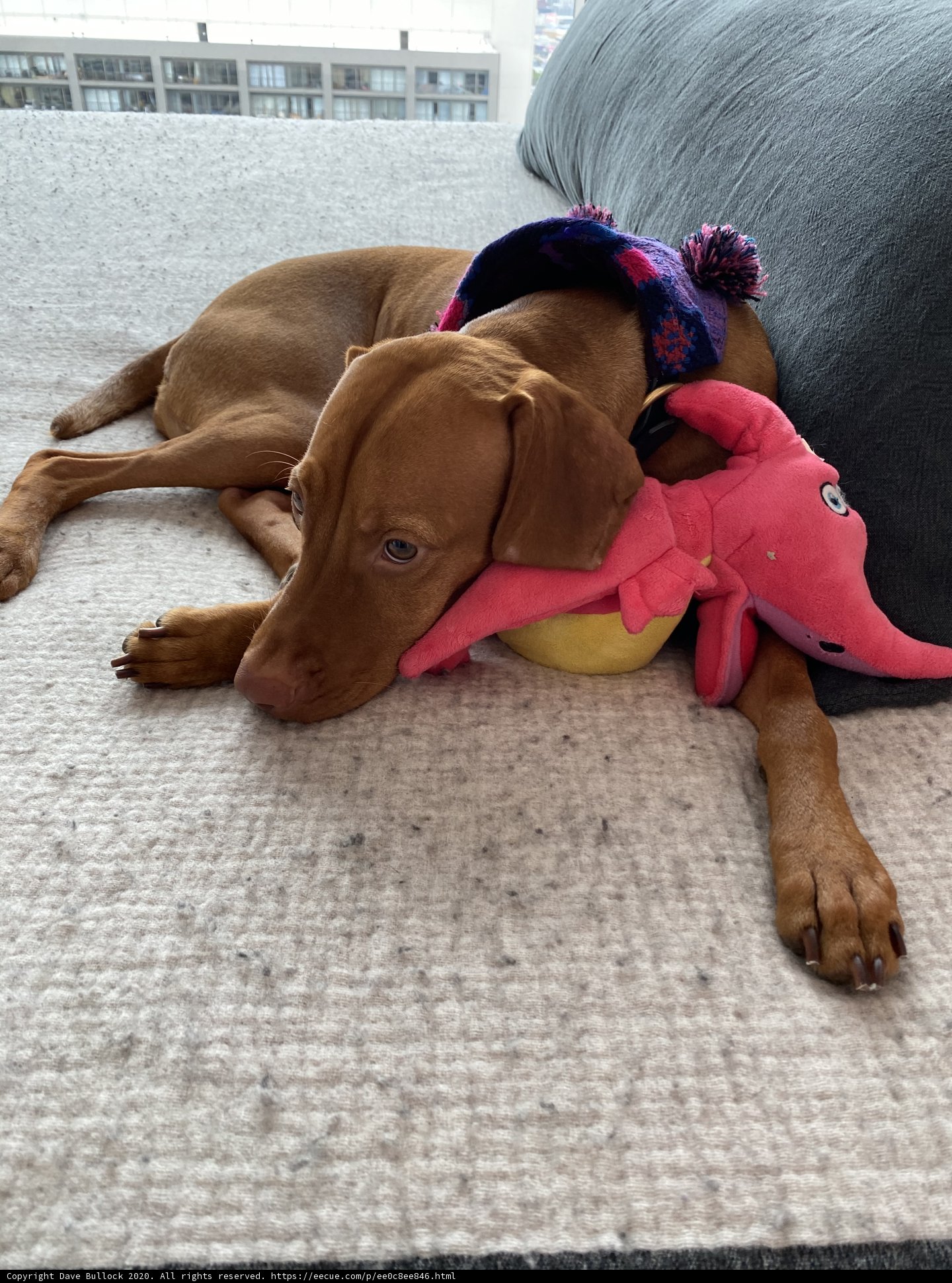 Cozy Canine Cuddles