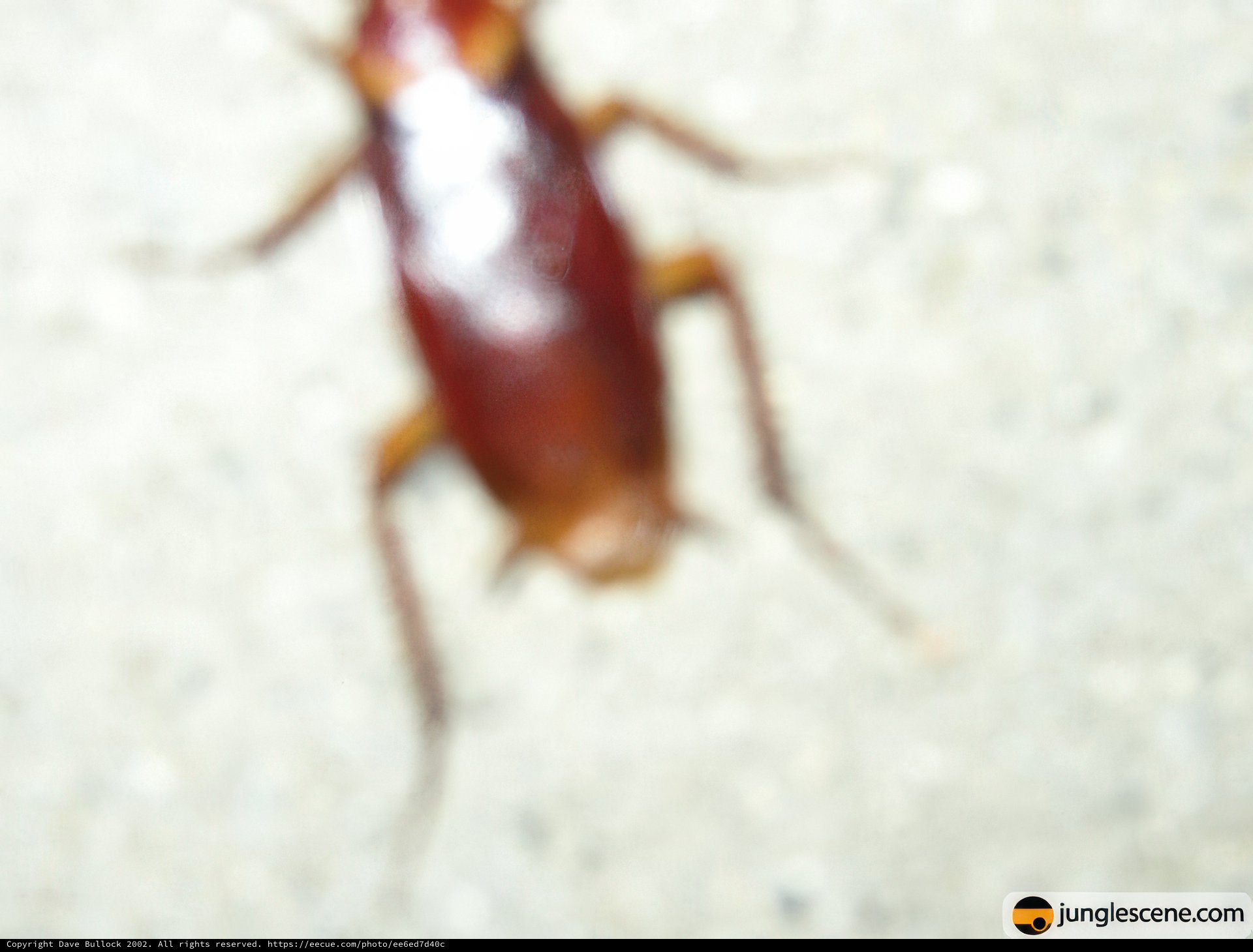 Striped Arthropod