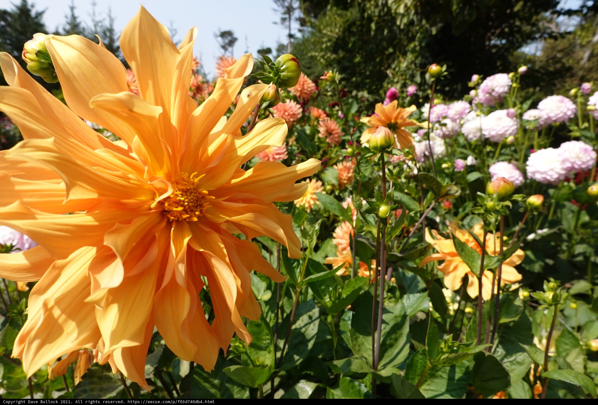 Burst of Color in the Garden