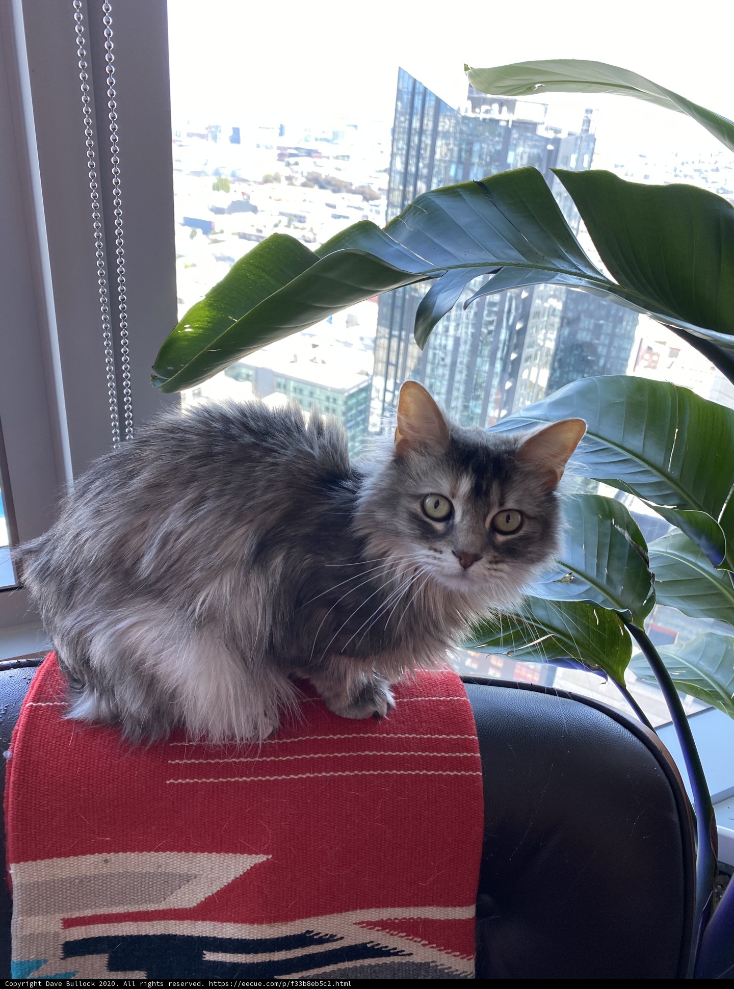 Purr-fectly Cozy