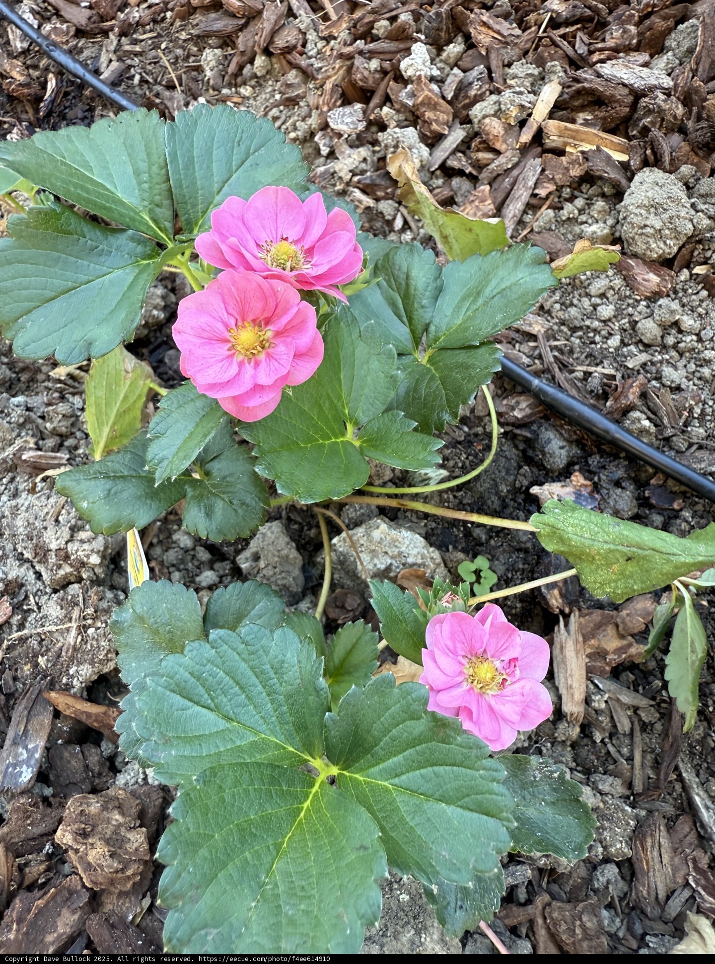 Vibrant Blossoms of August