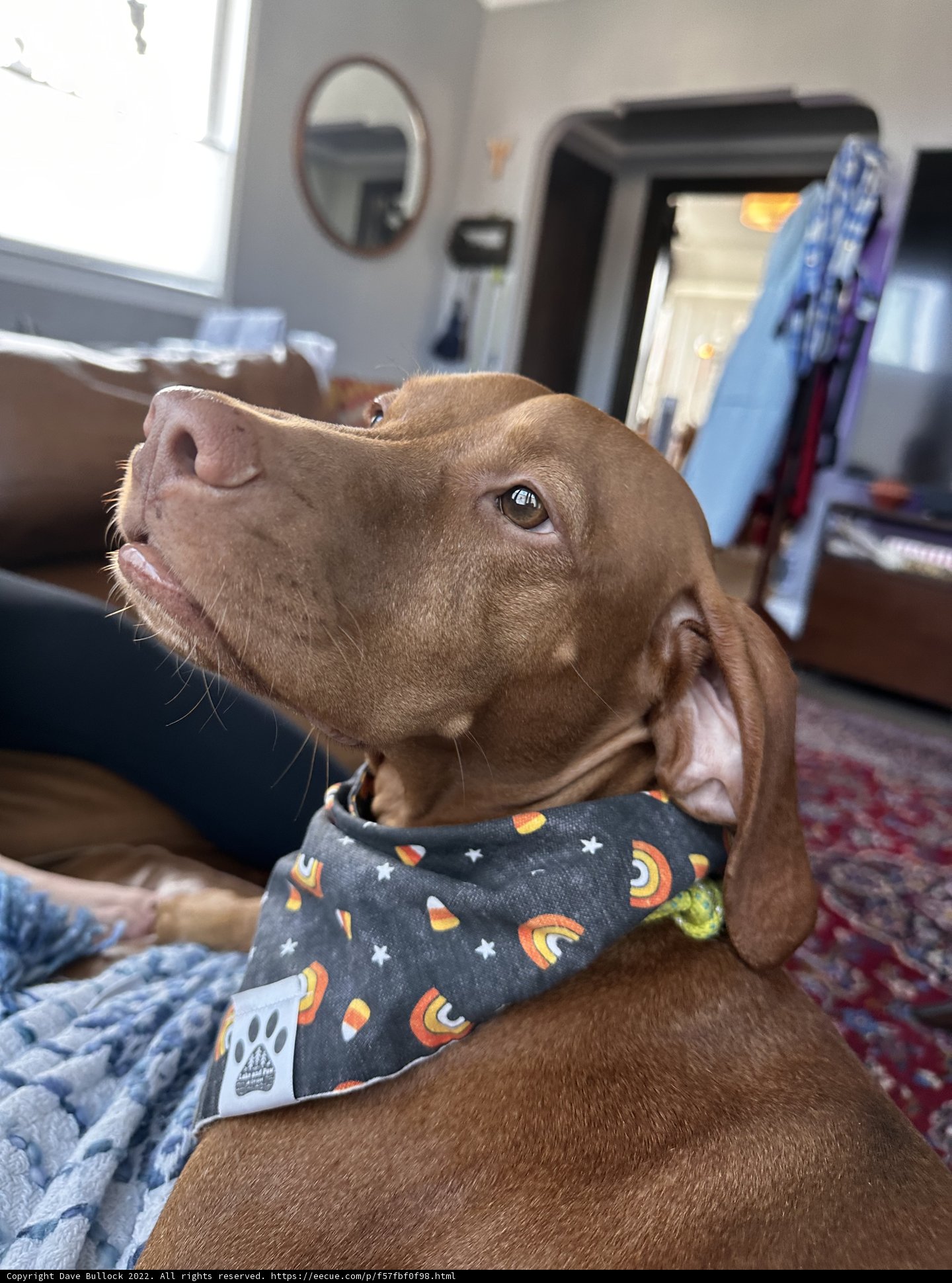 Pumpkin Pup