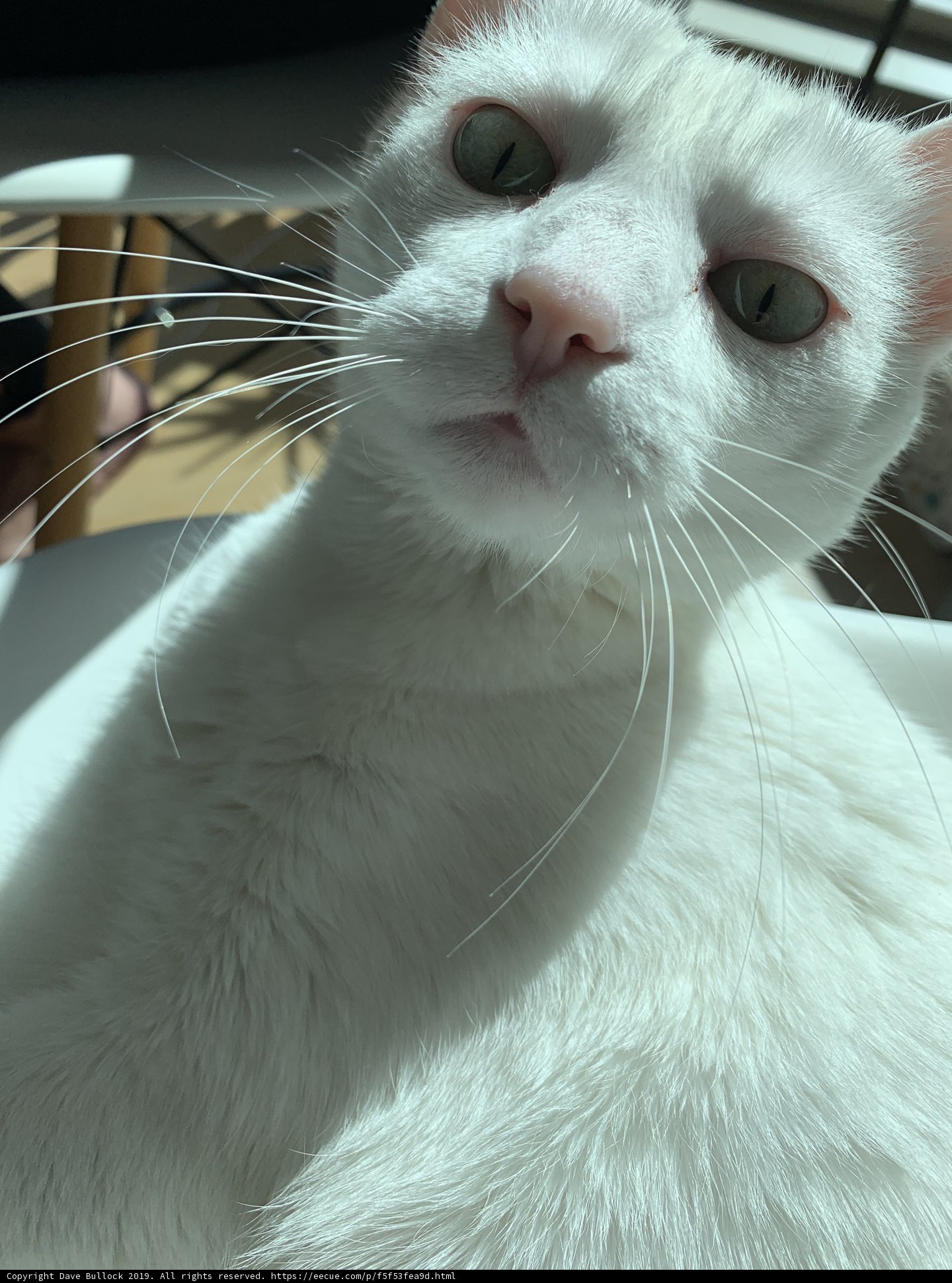 Regal White Cat