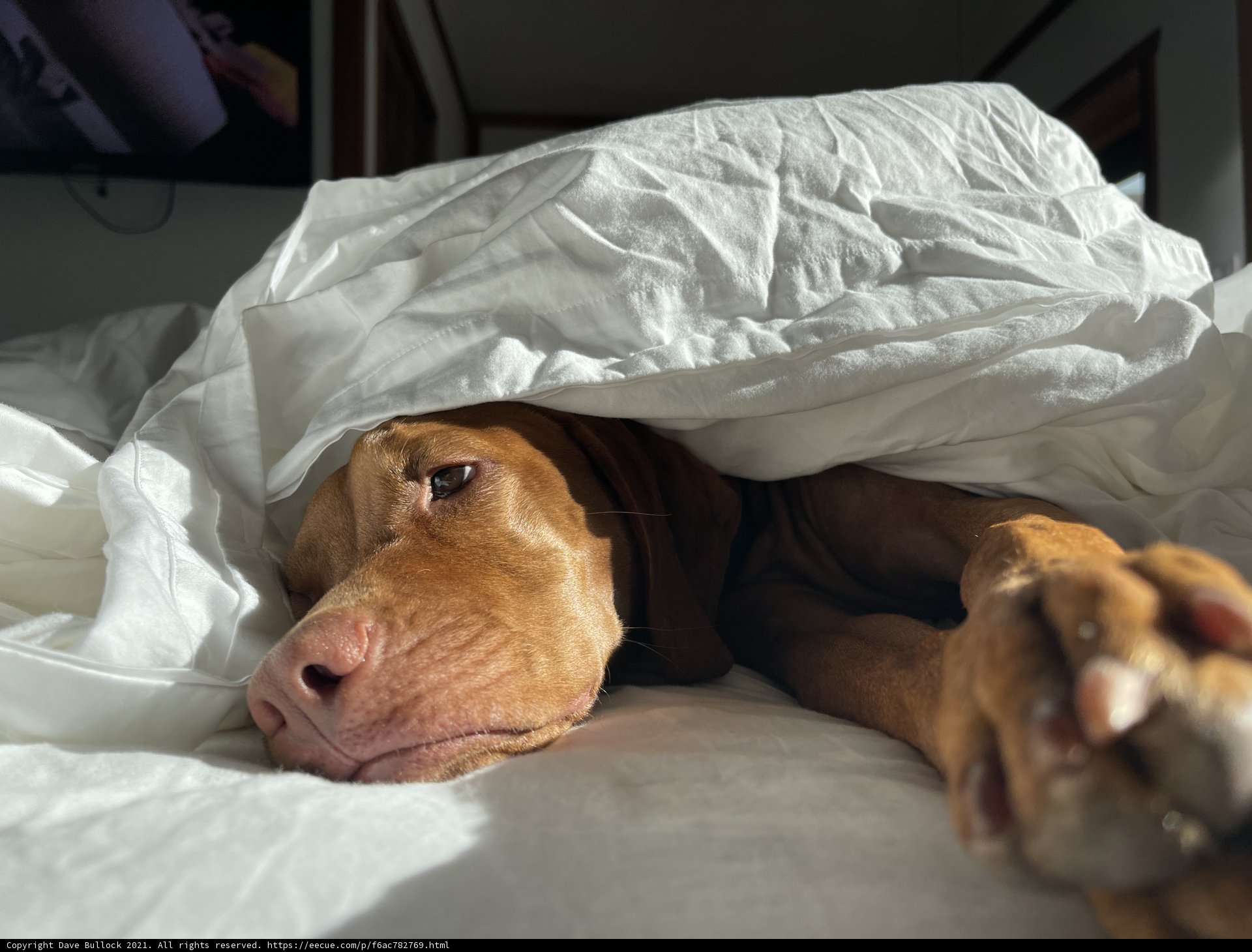 Cozy Canine