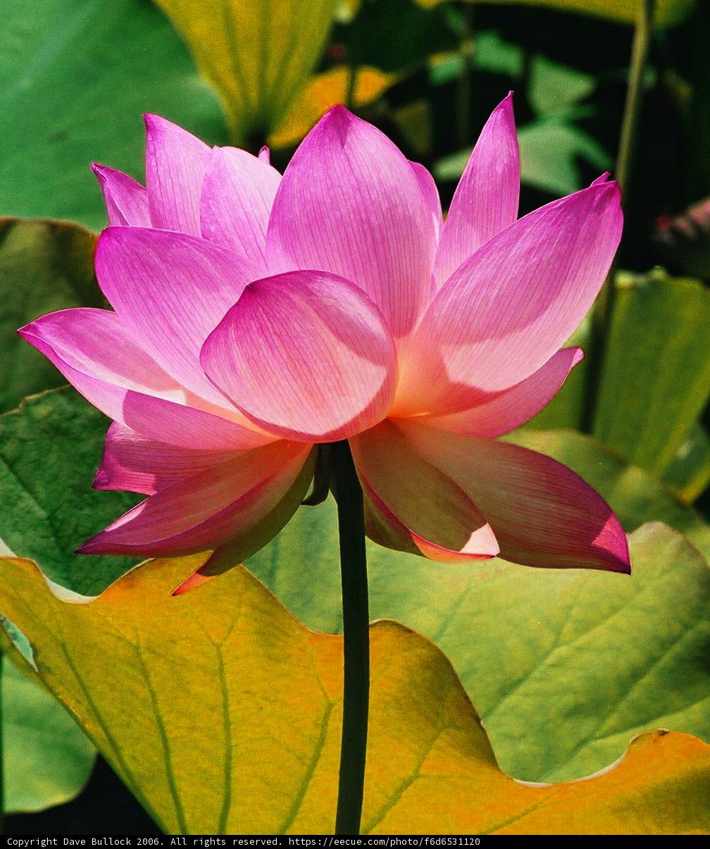 Pink Lotus in Greenery