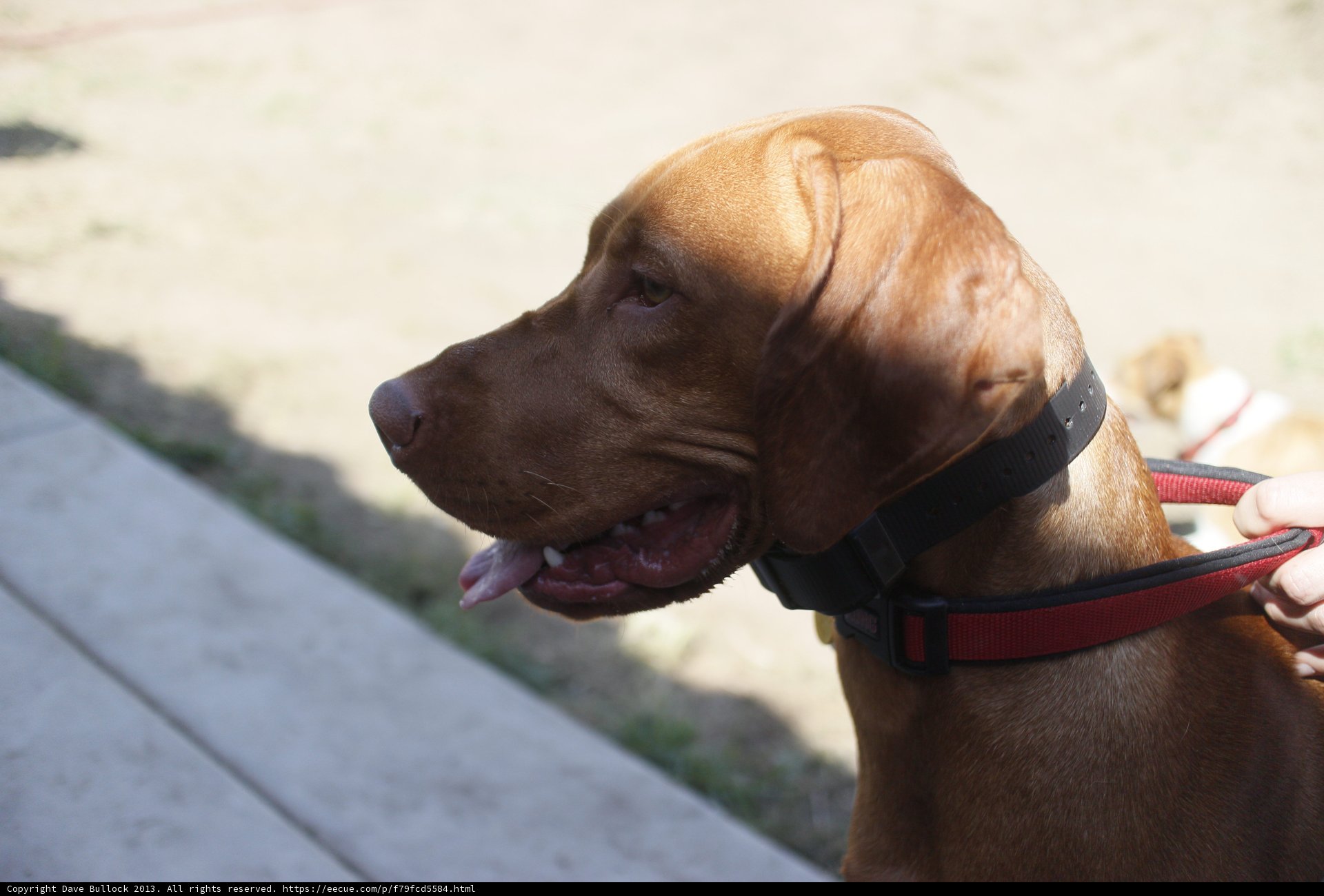 Loyal Vizsla Waiting for the Walk