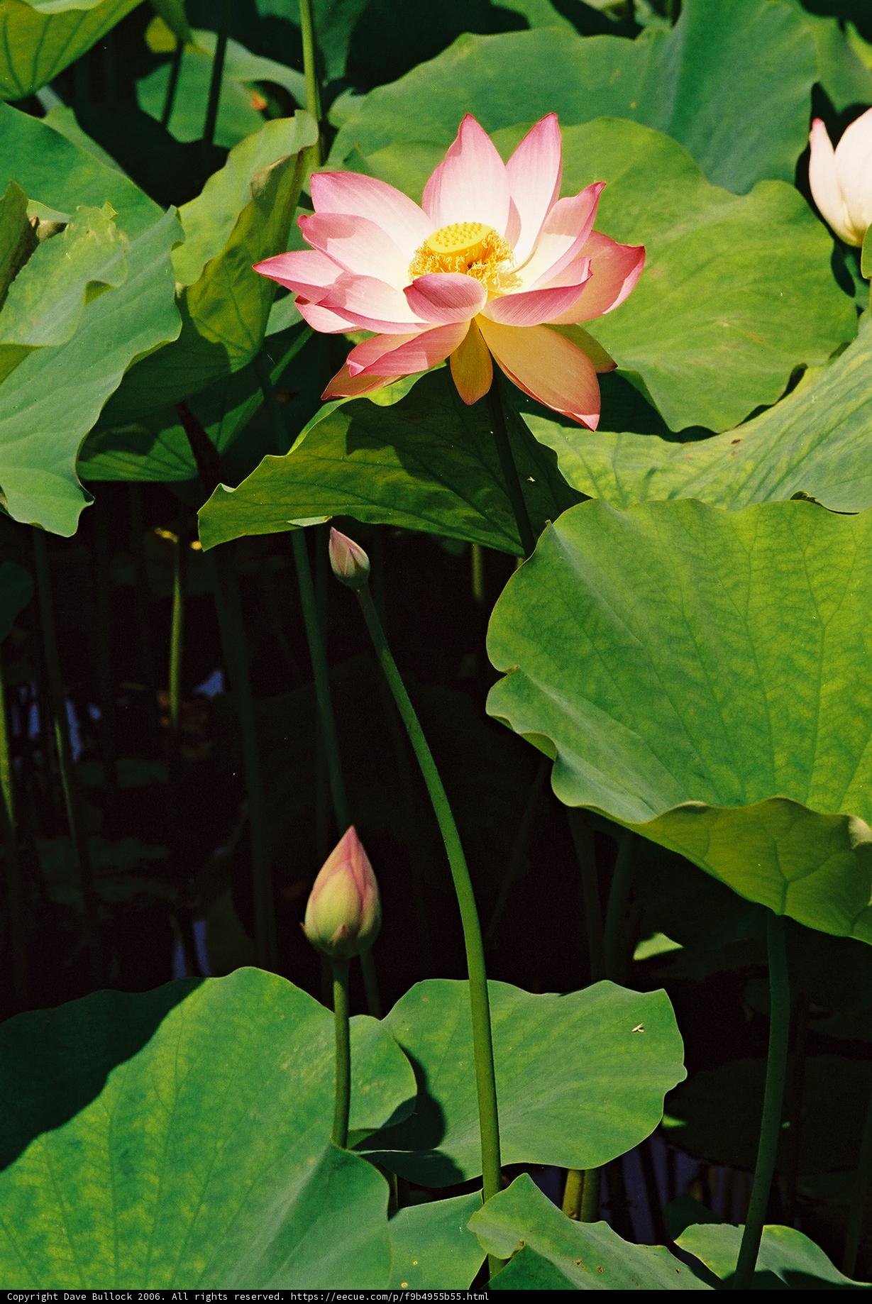 Pink Lotus Blooming in Serene Waters