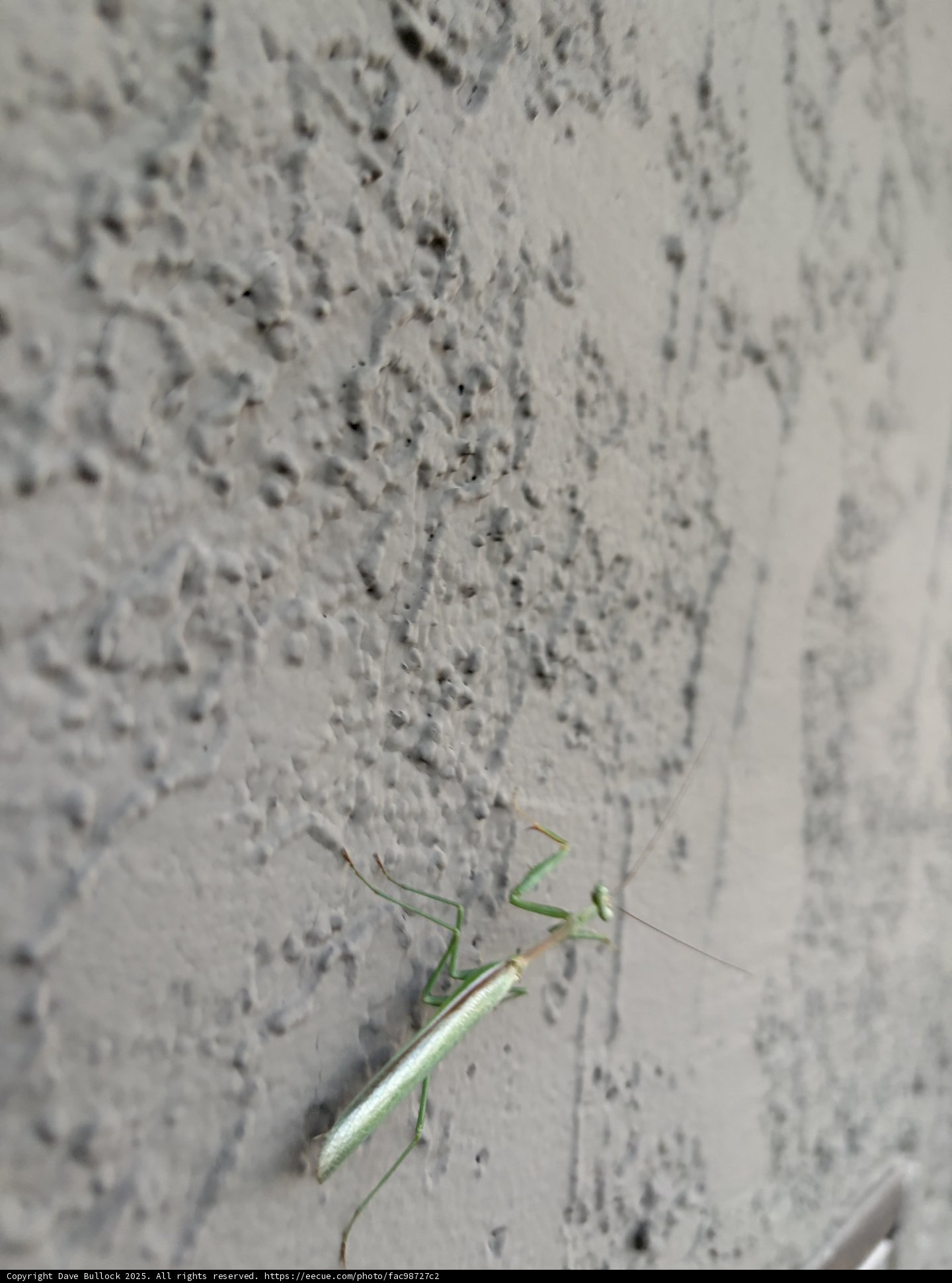 Mantis on the Move