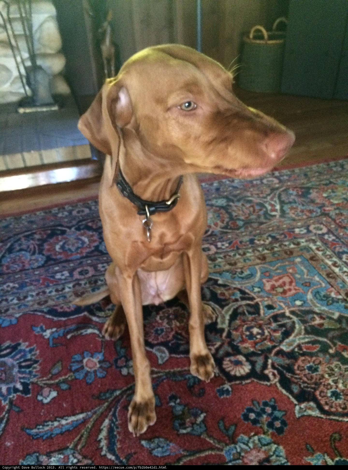 Cozy Canine Companion by the Fireplace