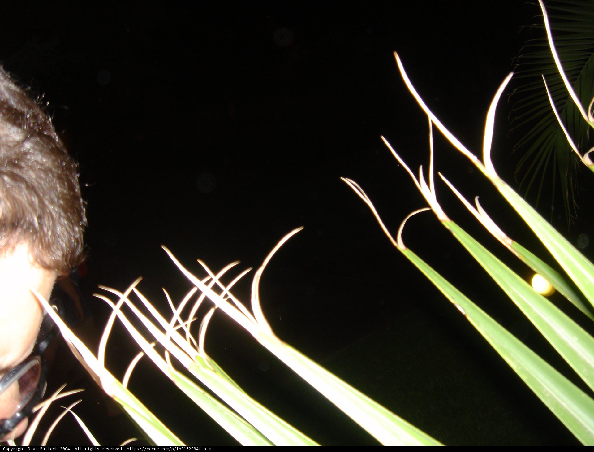 Fireworks in the Night Sky