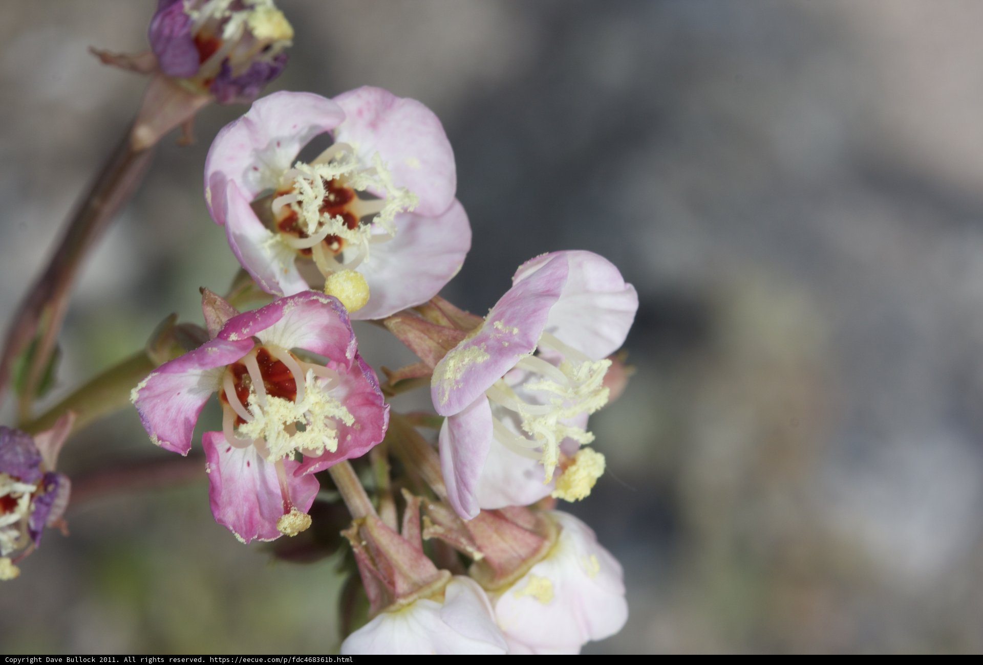 Beauty in Bloom