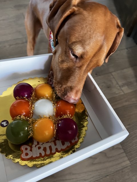 Cake & Balls - A Dog's Delight