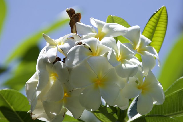 Serenity in Bloom: Frangipani Delights