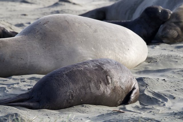Mother and Pup Elephant Seals Resting on Drakes Beach