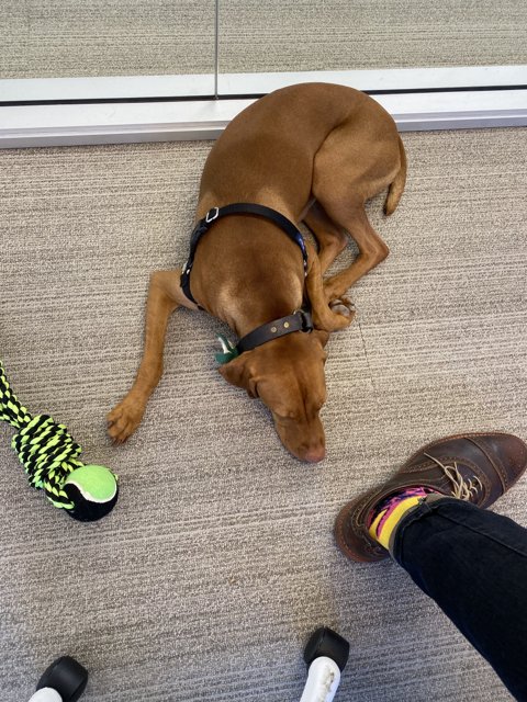 A Vizsla and Sneaker Kind of Day