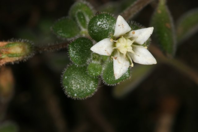 Delicate Geranium Flower