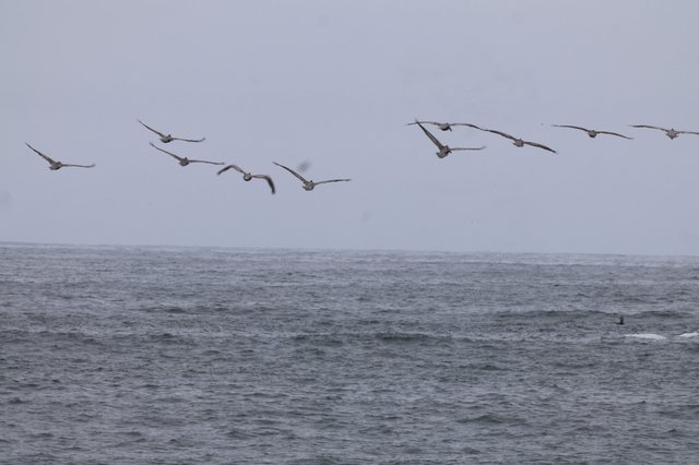 Pelicans Soaring Over Stormy Gray Ocean Waters