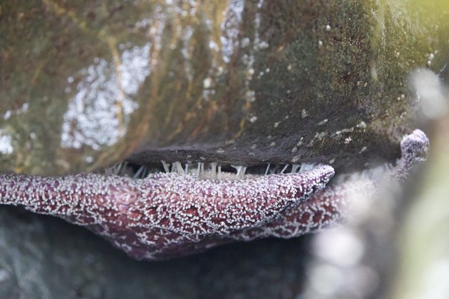 Sea Star Feeding Beneath Rocky Tide Pool Boulder