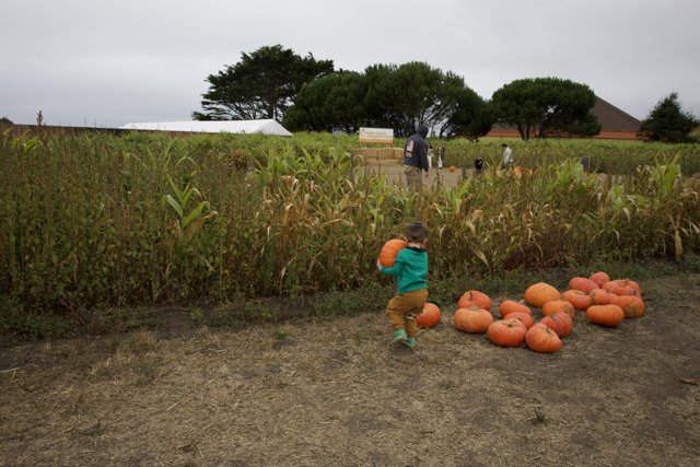 Enchantment of the Harvest