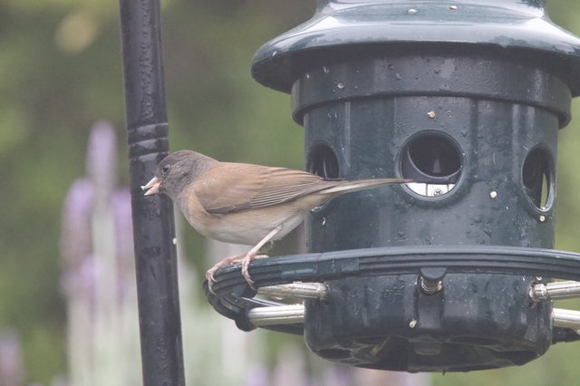 Dark-eyed Junco Feeding at Black Bird Feeder